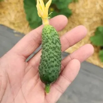 Огурцы БИО / 500 гр