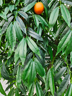 Дерево Апельсин 280см в кашпо