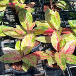 Аглаонема THONG PAN CHANG