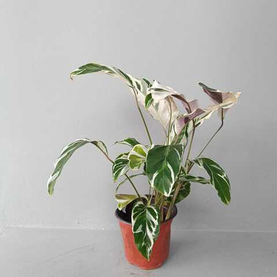 Калатея Фьюжн Вайт