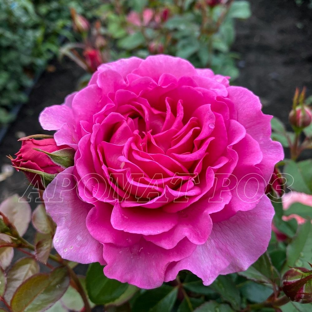 Тсукиёми (Tsukiyomi)