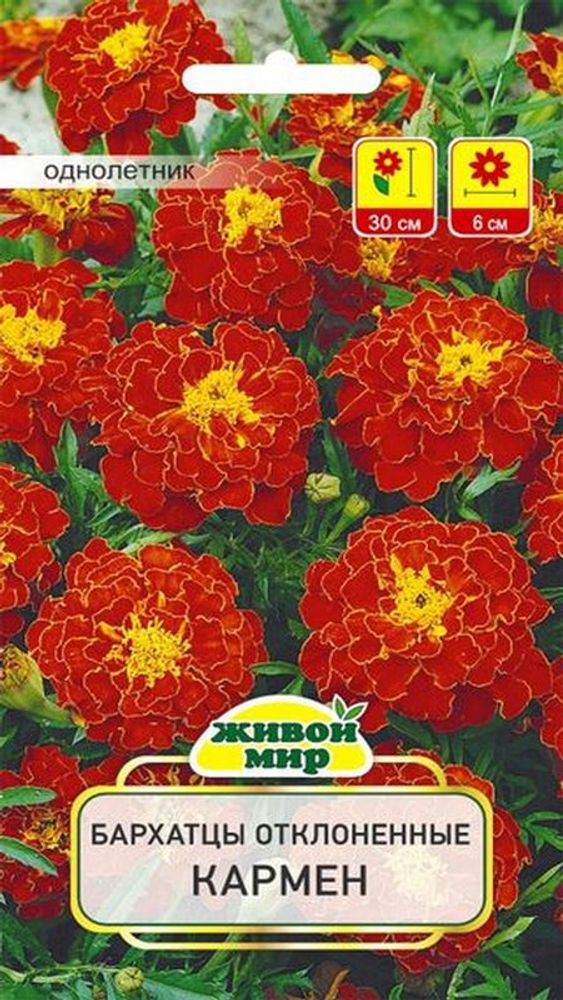 Бapxaтцы "ЖМ. Кармен" 1г., Польша.