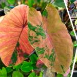 Колоказия PINK LEMONADE