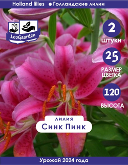 Лилия Луковица, Синк Пинк, 2 шт
