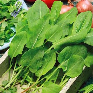 Щавель Бельвильский 10 грамм