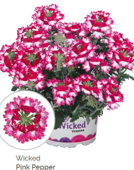 Вербена Wicked Pink Pepper укорененный черенок ОКС конец ноября