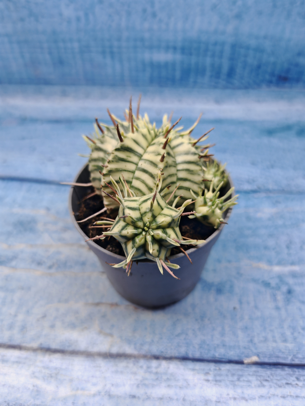 Euphorbia meloformis f. Variegated (Эуфорбия вариегатная)