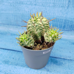 Euphorbia meloformis f. Variegated (Эуфорбия вариегатная)