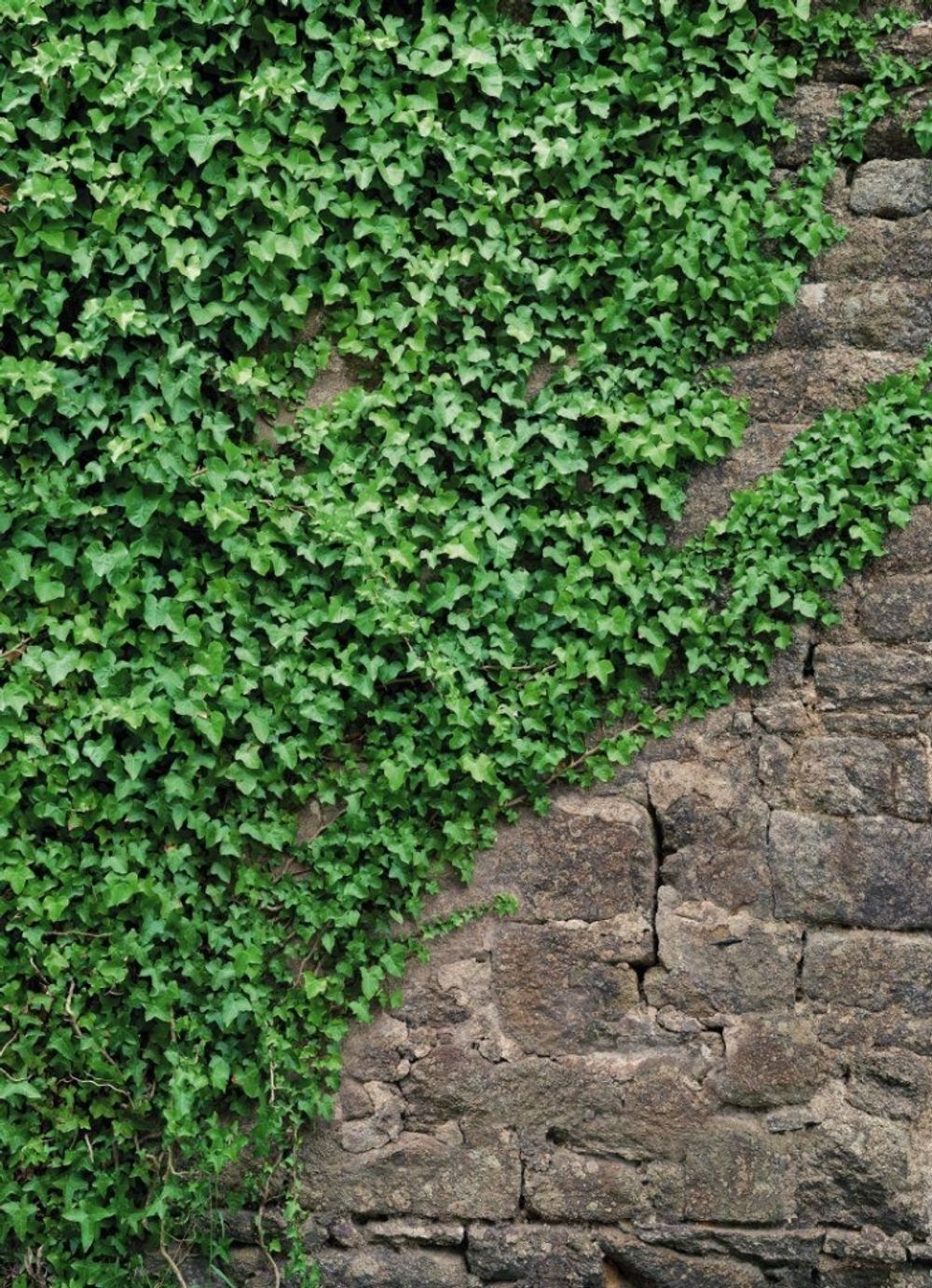 Вьюны 184x254 см