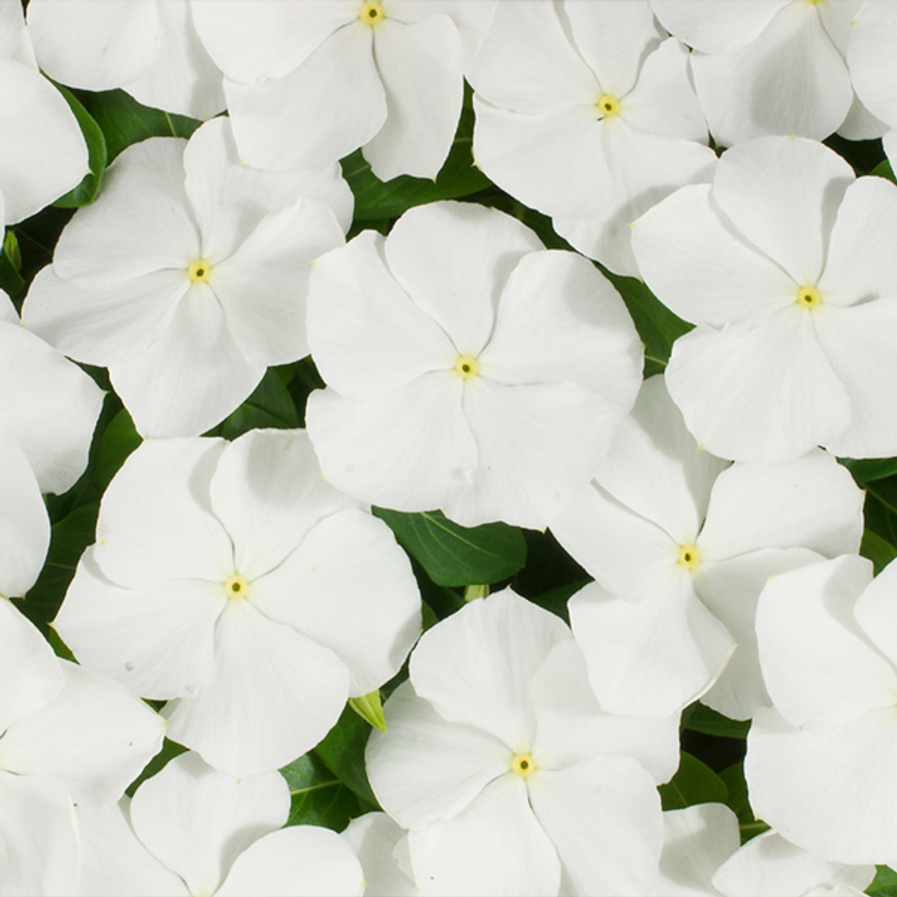 Катарантус Хитвэйв Вайт (100шт) Витагрин Профи