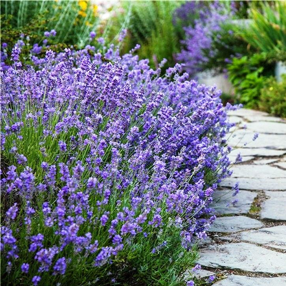 Лаванда (Lavandula)