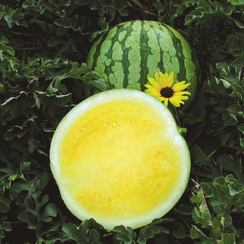 Еллоу Баттеркап F1 семена арбуза (Sakata / Саката)