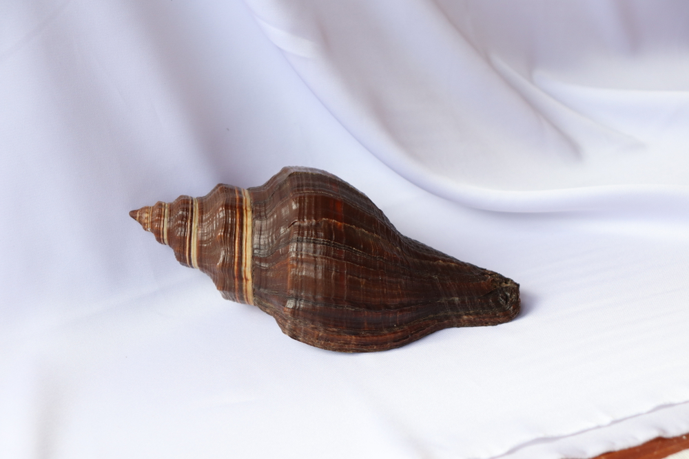 Ракушка Пугилина морио (Pugilina morio), 14см, 1шт