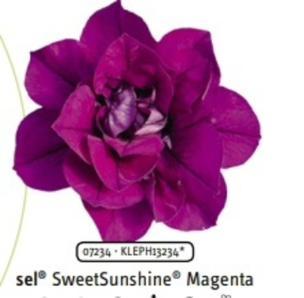 Петуния Sweetsunshine Magenta ОКС укорененный черенок. 1-10 марта
