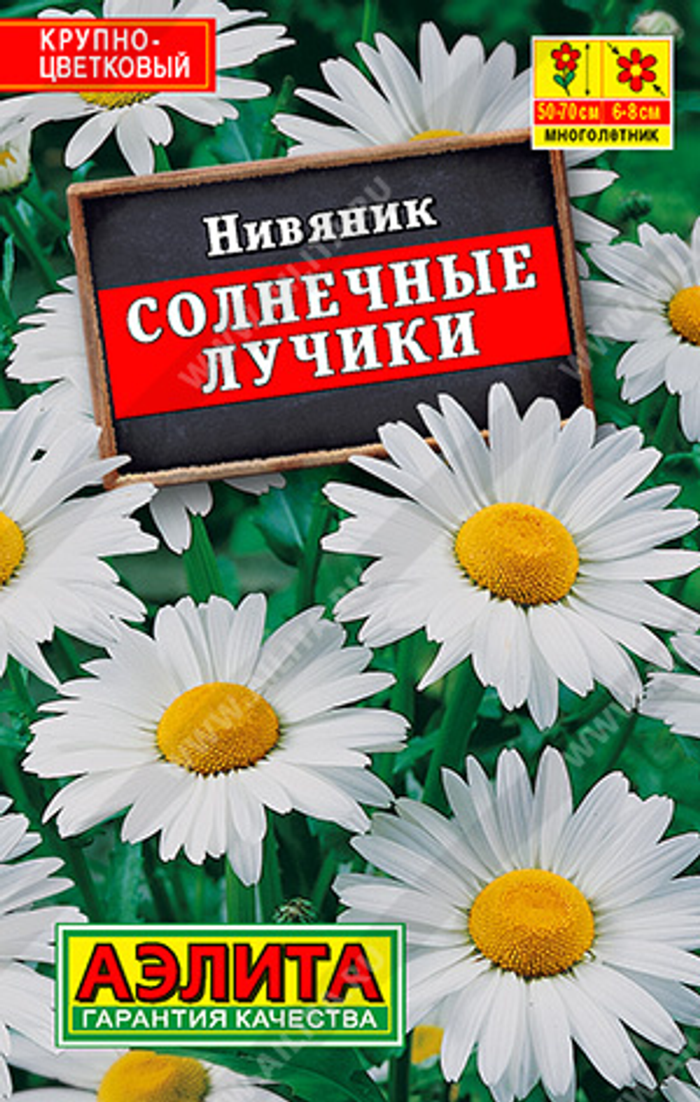 Нивяник Солнечные лучики