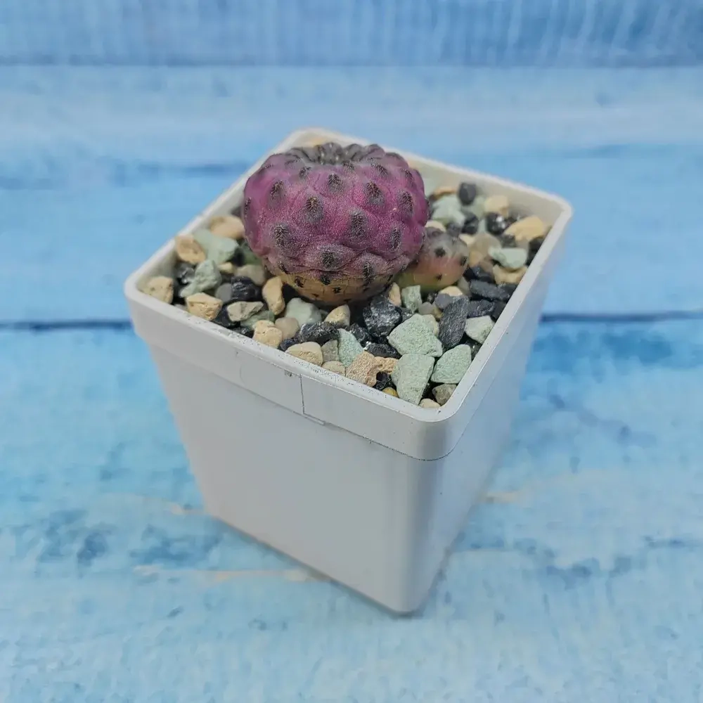 Sulcorebutia rauschii (Сулькоребуция)