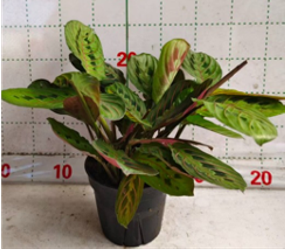 Маранта д. 12