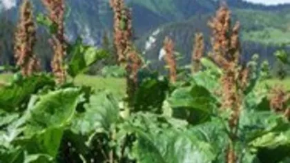 Щавель конский (корень)