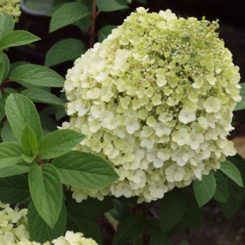 Гортензия метельчатая Бобо PBR С3 40-60