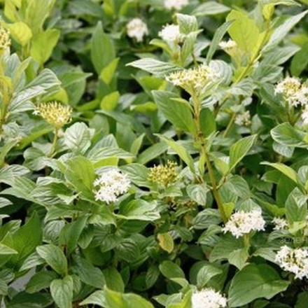 Дерен отпрысковый Флавирамея C2 20-40