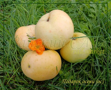 Яблоня Подарок осени