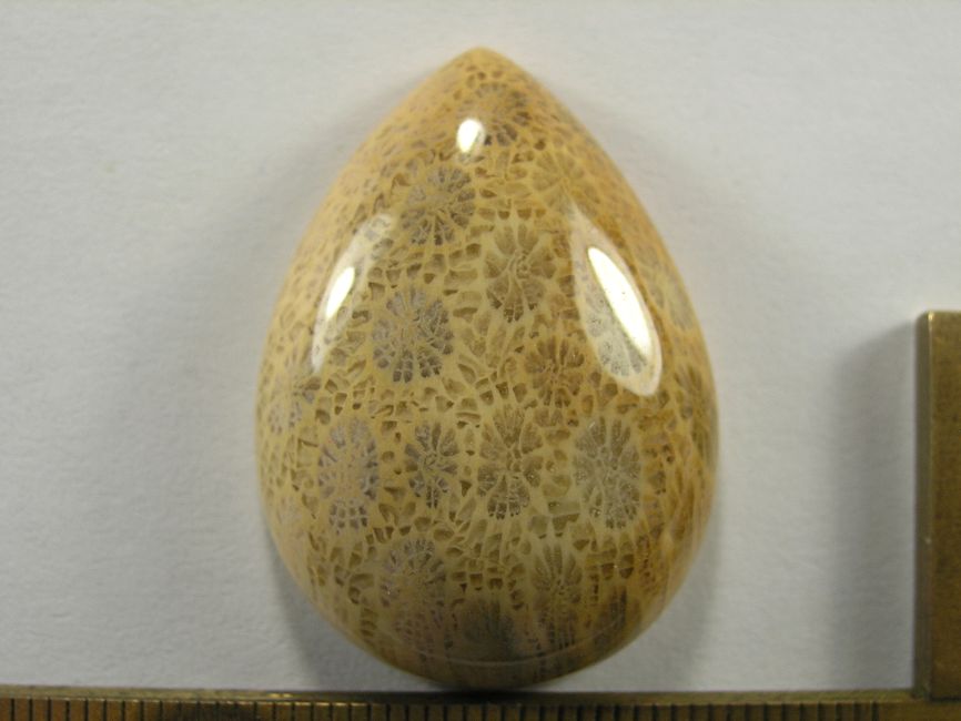 Кабошон коралла окаменелого, капля, 35x25x9 мм (1)