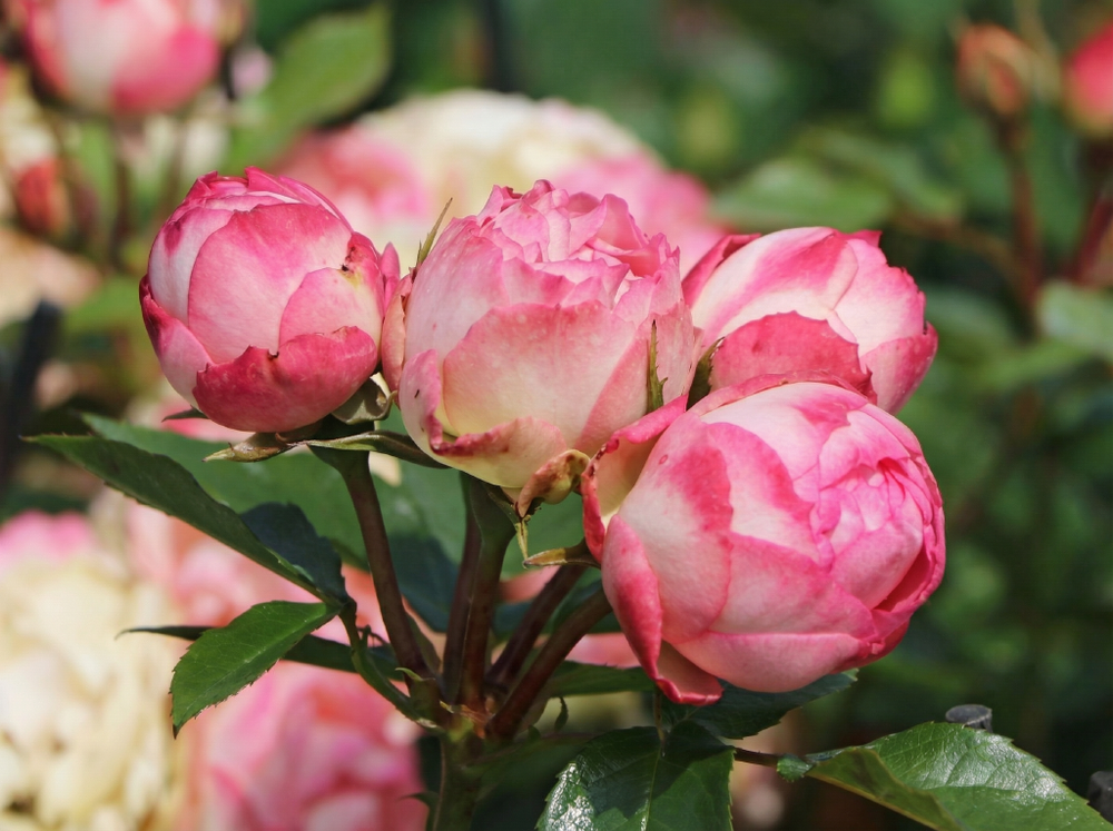 Роза «Лавли Рококо» (Lovely Rokoko) флорибунда