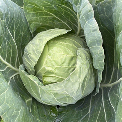 Конкэрор F1 семена капусты белокочанной (Bejo / Бейо)