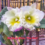 Орхидея ринхолелиокаттлея RLC. SIAM WHITE 'THE BEST'