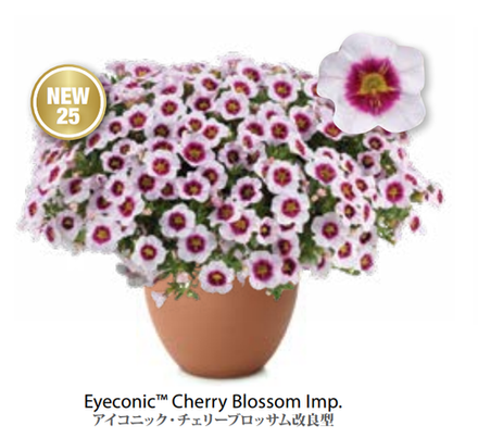 ЕВРО Calibrachoa Eyeconic Cherry Blossom укорененный черенок ноябрь