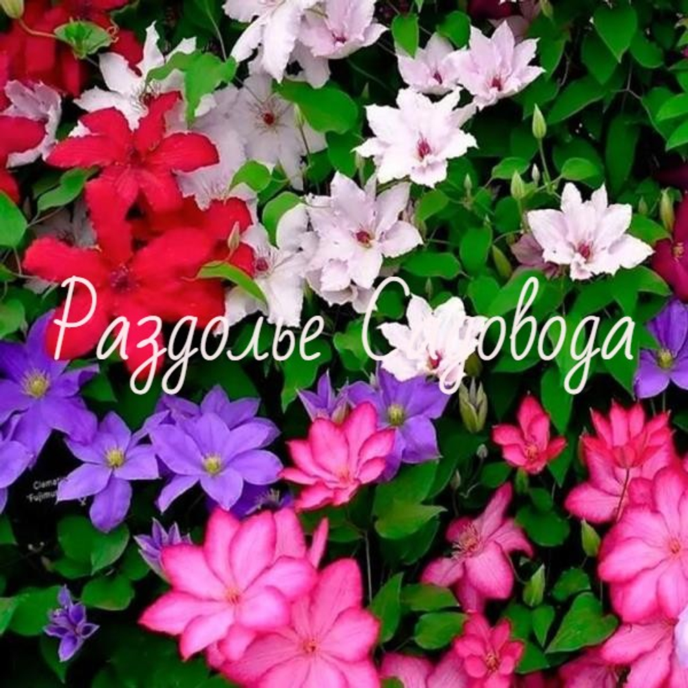 Клематис без сорта определения