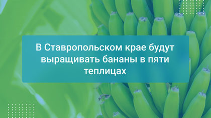 В Ставропольском крае будут выращивать бананы в пяти теплицах