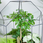 Готовый флорариум бонсай Лигуструм Бонсариум