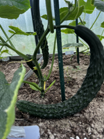 Огурец длинный китайский император Вирида F1 20шт.