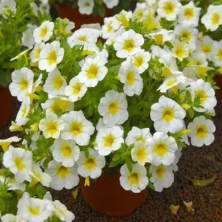 Калибрахоа CALIBASKET Sunny Side