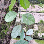 Хойя CORIACEA SILVER