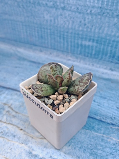 Суккуленты