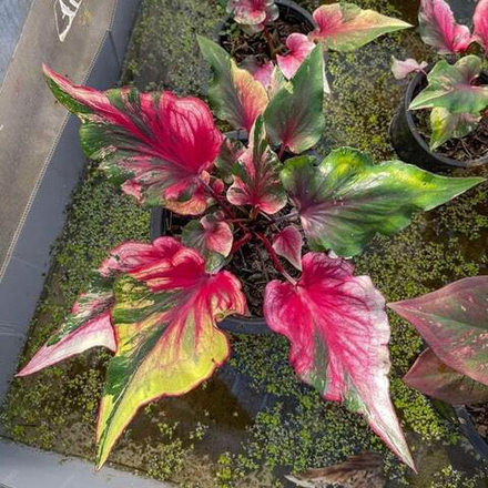 Каладиум MERMAID