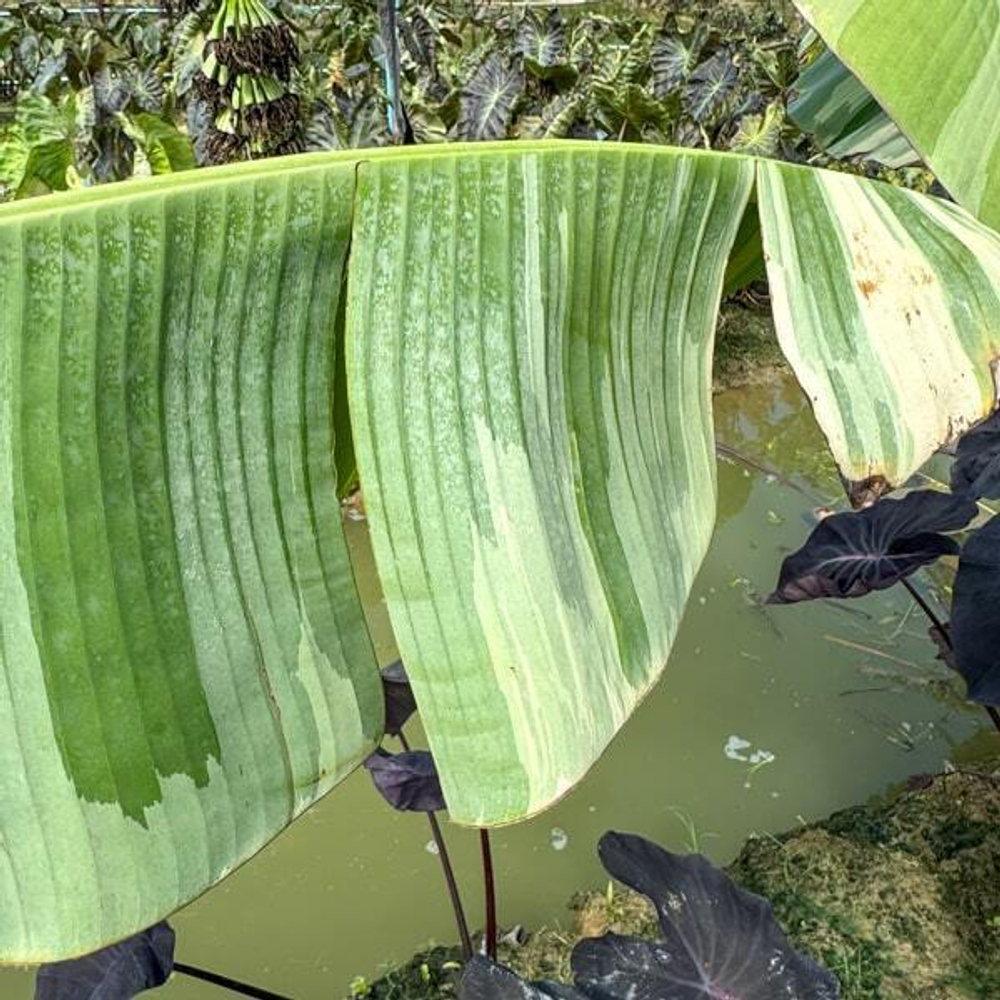 Банан вариегатный FLORIDA