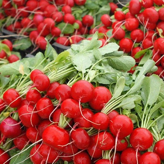 ЭСКАЛА F1 семена редиса Enza Zaden купить