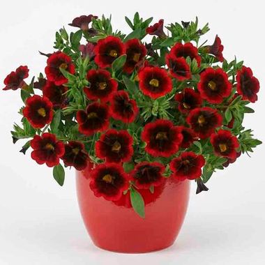 19314 Калибрахоа Cabaret Special Red Velvet (Весна 2026)