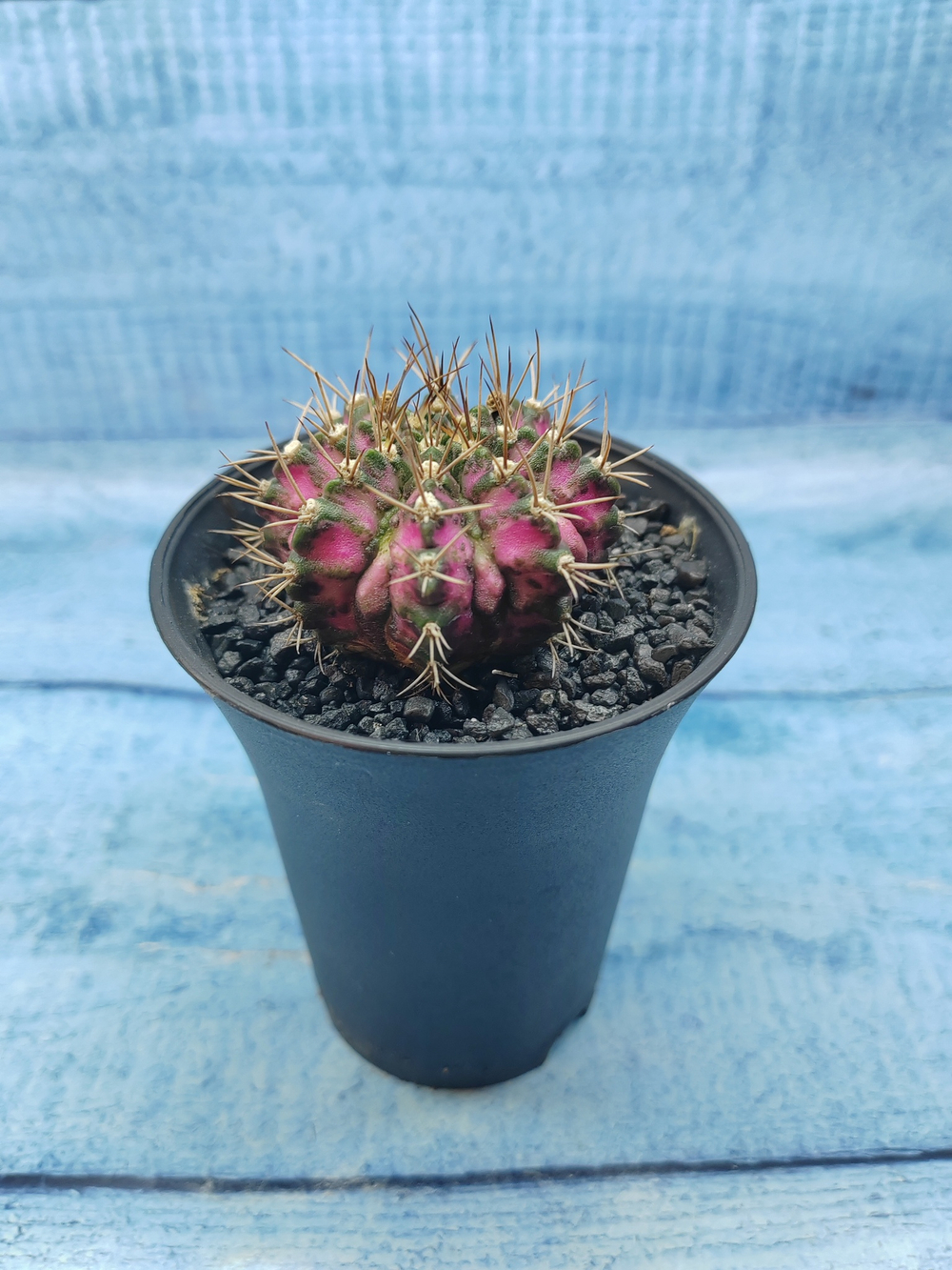 Gymnocalycium T-Rex Pink hybride (Гимнокалициум T-rex)