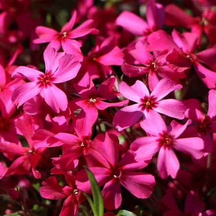 Флокс шиловидный Атропурпуреа