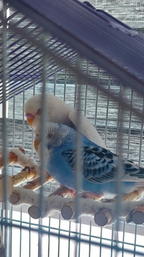 Любимая игрушка попугаев