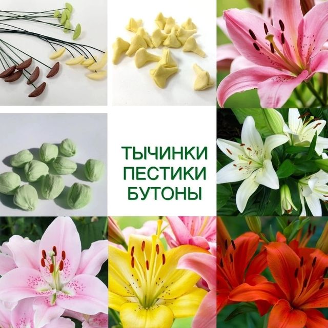 ТЫЧИНКИ, ПЕСТИКИ, БУТОНЫ