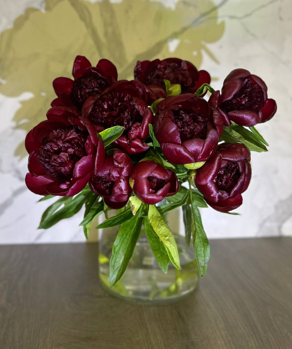 Пионы бордовые L Red Charm