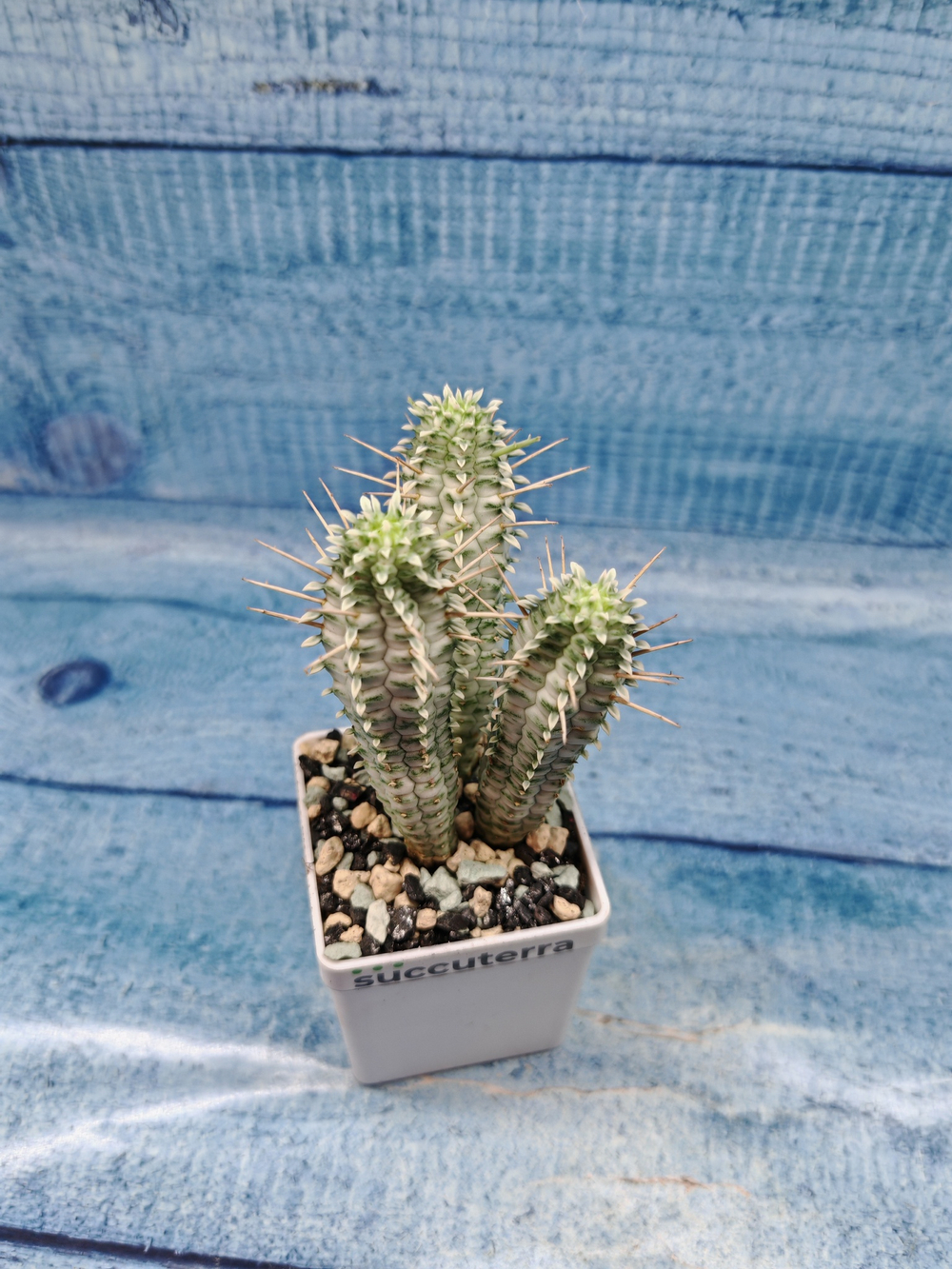 Euphorbia Mammillaris variegata (Эуфорбия)