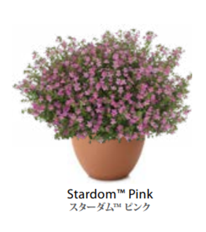 Джеймсбриттения