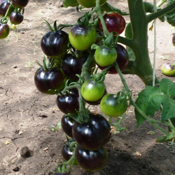 Помидоры - Indigo Rose - Индиго Розе