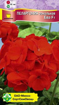 Пеларгония